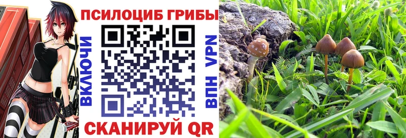 Псилоцибиновые грибы Psilocybe  Воронеж 